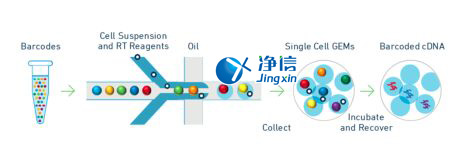 中國人自己的微流控單細胞測序儀來了！_微流控Drop-seq,微流控技術(shù)