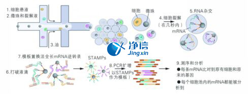 中國人自己的微流控單細胞測序儀來了！_微流控Drop-seq