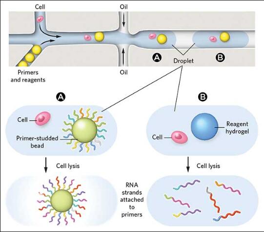 早期人胎盤中的單細(xì)胞RNA-Seq細(xì)胞可以揭示問題懷孕